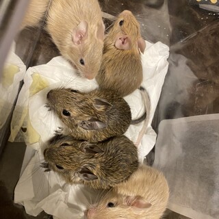 デグー(白内障)の里親様を探しています。