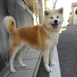 瀬戸市の犬の里親募集情報まとめ ペットのおうち 月間利用者150万人 瀬戸市の犬の里親募集情報まとめ ペットのおうち 月間利用者150万人