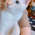 淡路っ子♬コウ君♪里親絶賛募集中！