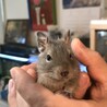 デグーベビーの里親さま募集 サムネイル4