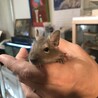 デグーベビーの里親さま募集 サムネイル5