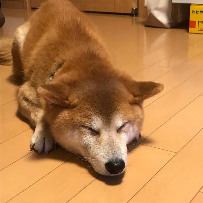 グルの助のカバー写真