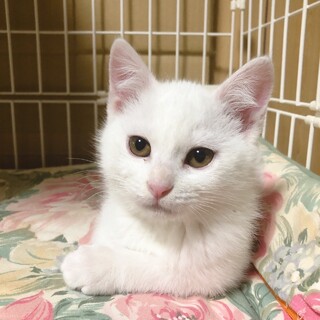 抱っこ大好き、食いしん坊の　しろ君