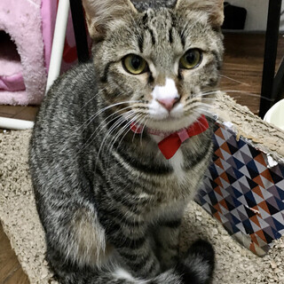 【1/23⭐️堺東にて里親会】参加猫だんごくん