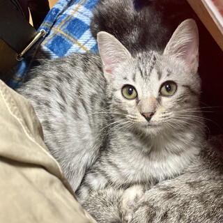 【4/24⭐️堺東にて里親会】参加猫愛美ちゃん