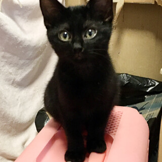 【1/23⭐️堺東にて里親会】参加猫大介くん