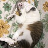 の写真