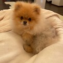 問い合わせ多数で返信困難なため停止