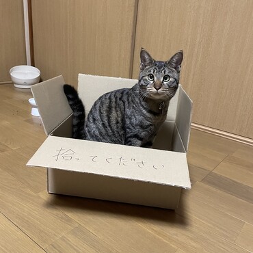 ダンボールがお気に入り✨