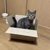 ダンボールがお気に入り✨