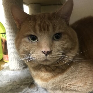 アメリカンショートヘア 男の子