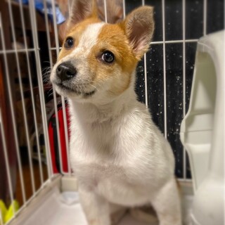 グラちゃんの家族を探してます。