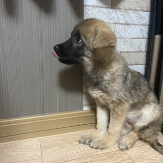 トイレも◯他の動物さんとも仲良くできます。