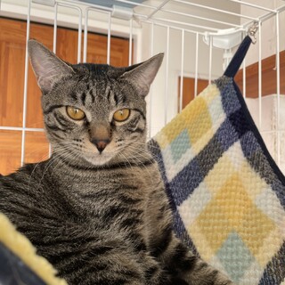 生後7ヶ月の遊び好きなキジトラのそらくん