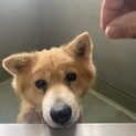 家族に迎えてください