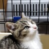 子猫たちの里親さんを探しています サムネイル3