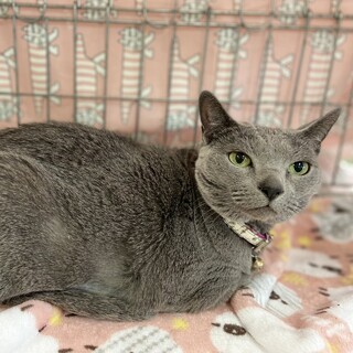 人懐こいロシアンブルー☆アスールちゃん