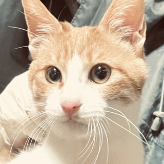 cat21-M1088　やんちゃ坊主の茶白君♪