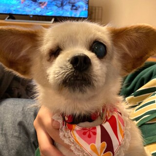 【トライアル中】穏やかなMIXの女の子です