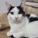 【ネイル】おかげさまで里親様が決まりました。