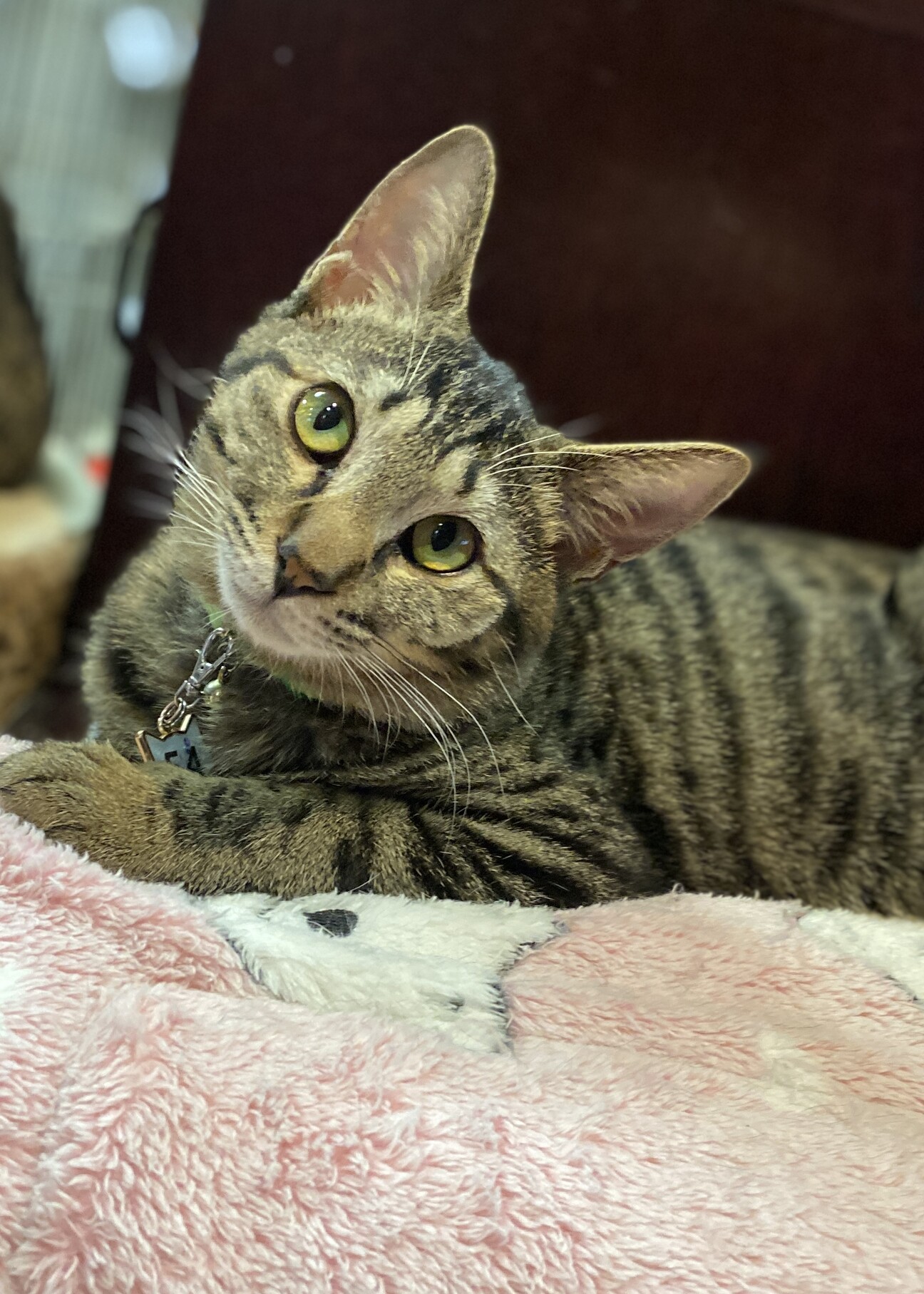 生まれつき斜頸があっても 広島県 猫の里親募集 ペットのおうち 月間利用者150万人 生まれつき斜頸があっても 広島県 猫の里親募集 ペットのおうち 月間利用者150万人