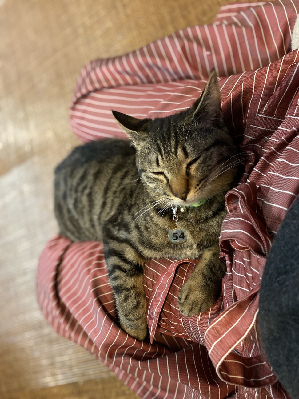 生まれつき斜頸があっても 広島県 猫の里親募集 ペットのおうち 月間利用者150万人 生まれつき斜頸があっても 広島県 猫の里親募集 ペットのおうち 月間利用者150万人