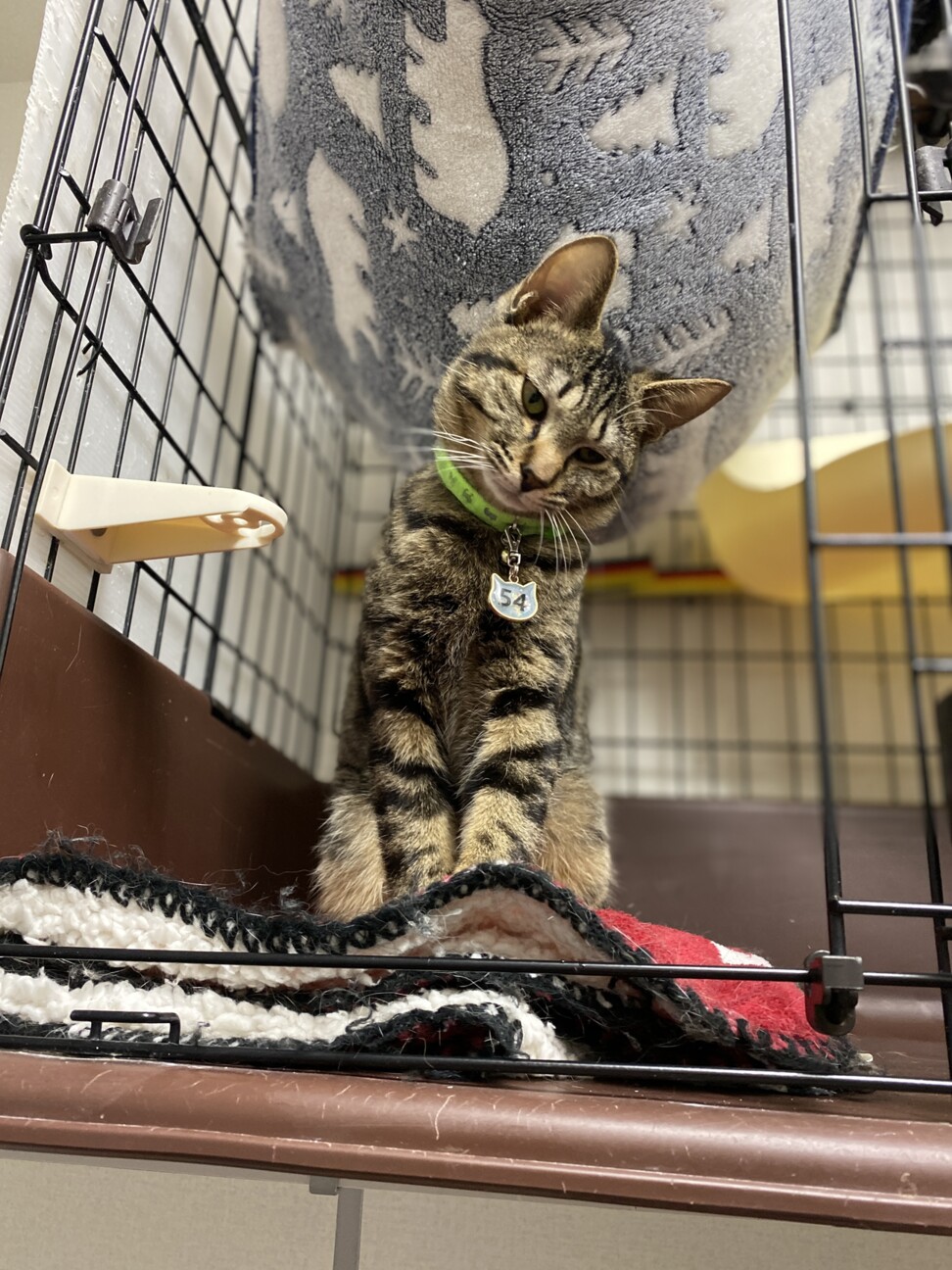 生まれつき斜頸があっても 広島県 猫の里親募集 ペットのおうち 月間利用者150万人 生まれつき斜頸があっても 広島県 猫の里親募集 ペットのおうち 月間利用者150万人