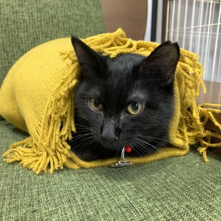 ツンデレ恥ずかしがり屋の「ろい」