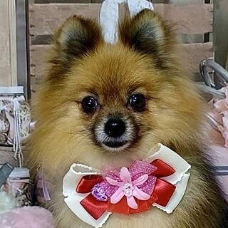 しらかば）ふわっふわの美ポメさん