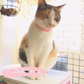 抱っこ＆なでなでが好きな人懐こい三毛猫ママちゃん。