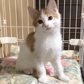 兄弟にくっついて寝るのが大好きな、ちび君