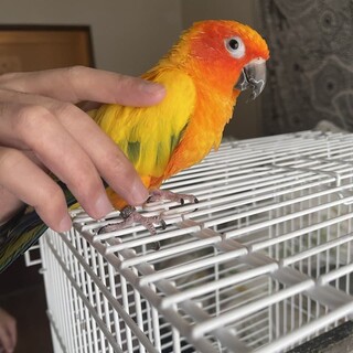 元気で明るいコガネメキシコインコ