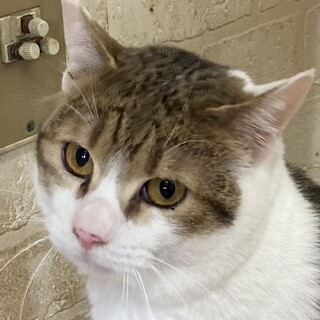 おっとりでおとなしい癒やし猫のウー君❣️