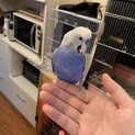 セキセイインコ男の子です。【里親みつかりました。】