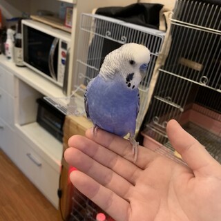 セキセイインコ男の子です。【里親みつかりました。】