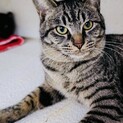 トラ猫のニコちゃん