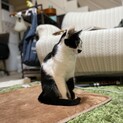 ハチワレとミケの姉妹、とても優しい子たちです