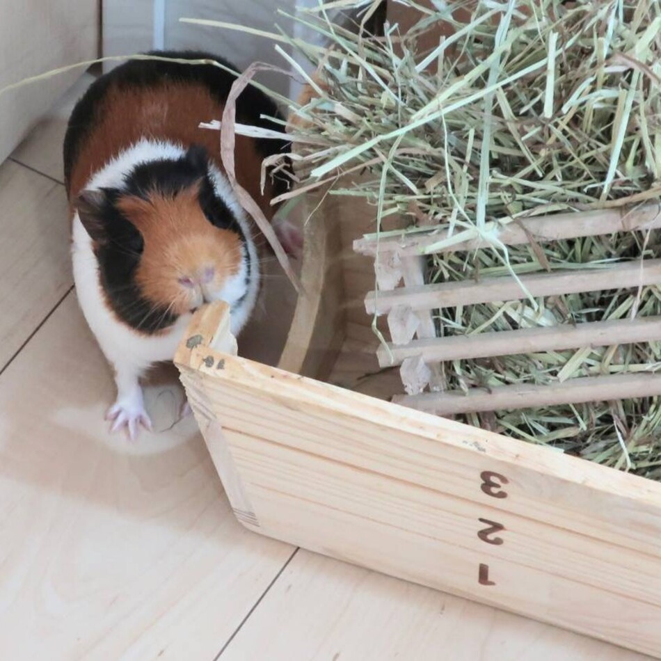 【里子に出ました】みたらしのカバー写真