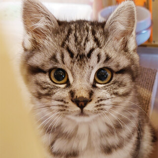 丸いお顔のシルバータビー、モフモフちゃん♪