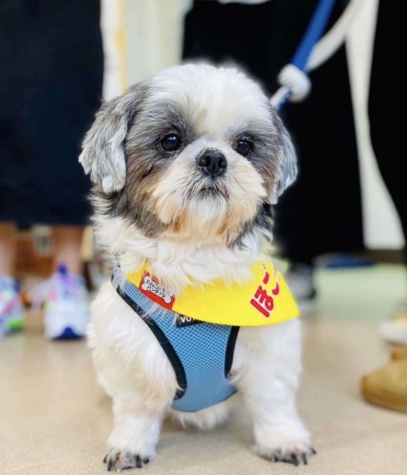 みんなと仲良し♪ 心優しい あわびくん サムネイル1