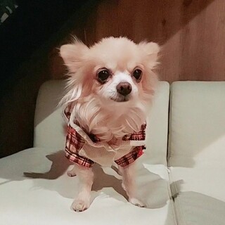 体重1.6㎏、１3才のチワワ