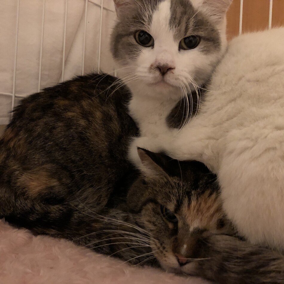 アンバーのカバー写真