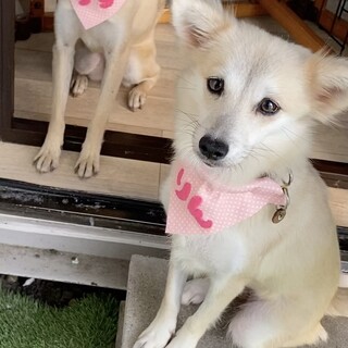 再募集　可愛いりんちゃん❤︎