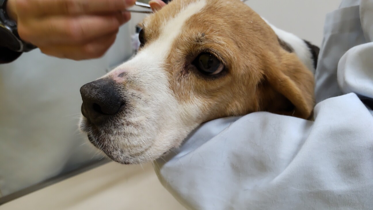 大人しい性格のペニー 三重県 犬の里親募集 ペットのおうち 月間利用者150万人