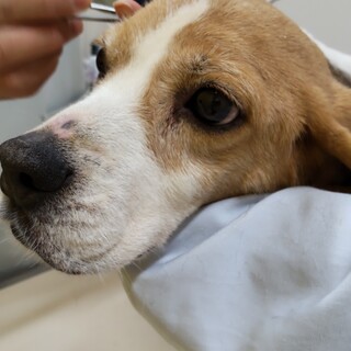 大人しい性格のペニー 三重県 犬の里親募集 ペットのおうち 月間利用者150万人