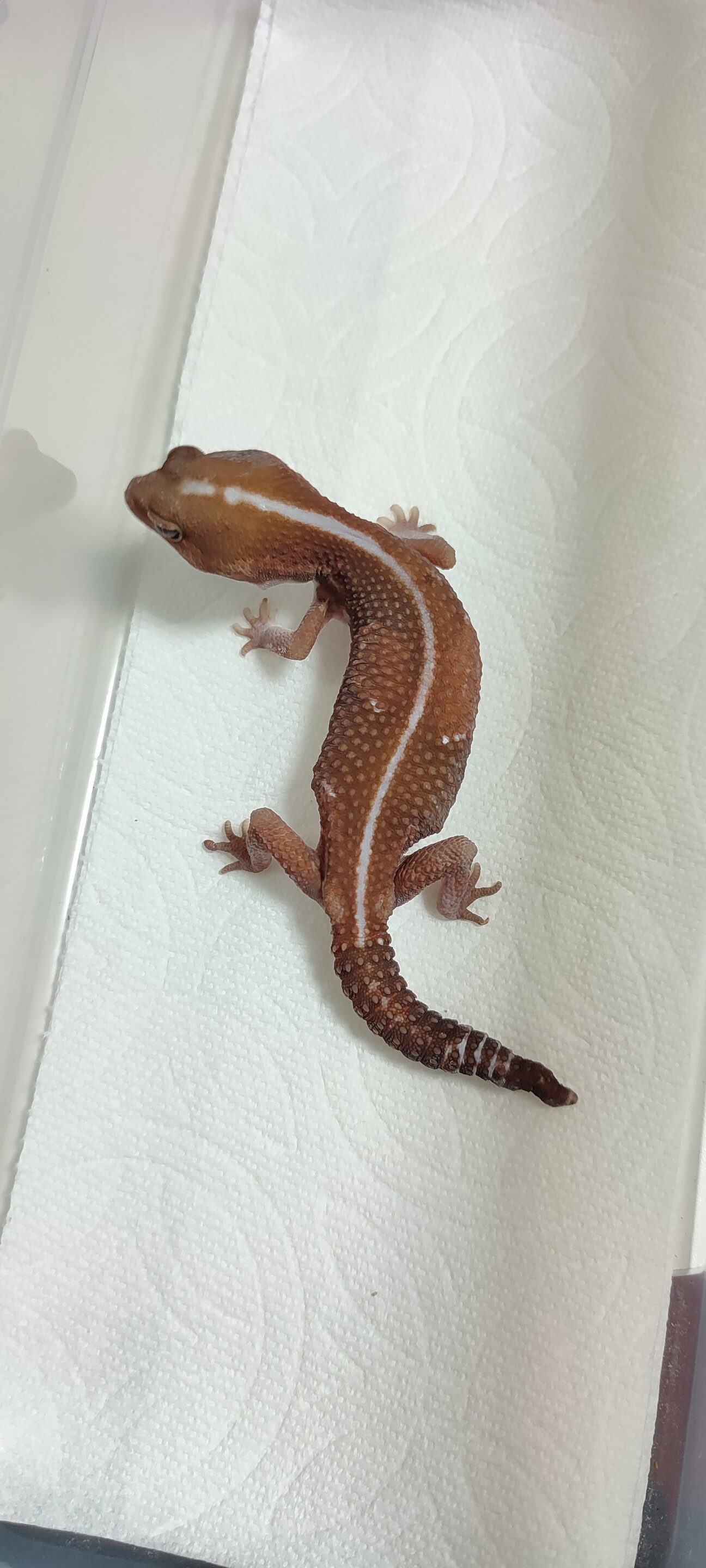 ニシアフリカトカゲモドキ」兵庫県 - 爬虫類・他の里親募集(400555