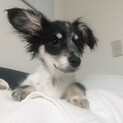 ミックス犬　人懐っこい元気な女の子達です！