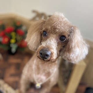 甘えん坊のリク君