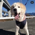 多頭崩壊からのレスキュー犬の未来を輝かせたい