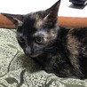 5ヶ月さびちゃん サムネイル5